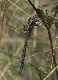 Springtime Darner
